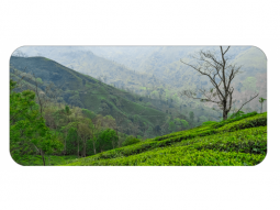 BIO Flugtee Schwarzer Tee Darjeeling M..